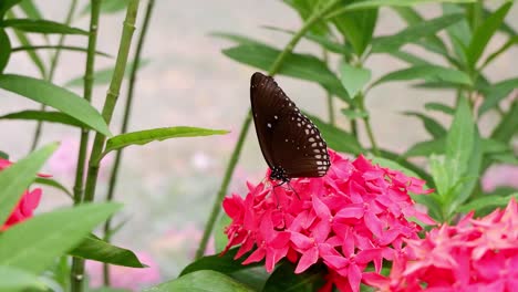una mariposa interactúa con las flores rosas con el tiempo.