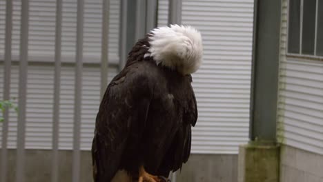 Erwachsener-Weißkopfseeadler-In-Sitka,-Alaska-Raptor-Center