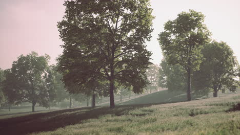 green lawn with large courtyard with the morning sun