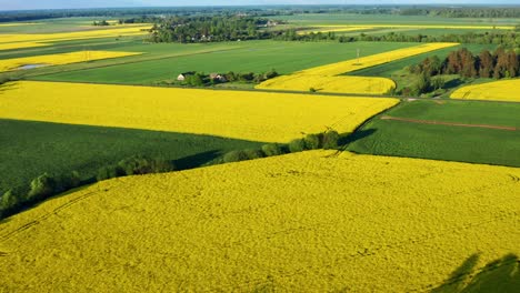 yellow blooming rapeseed fields on sunny summertime