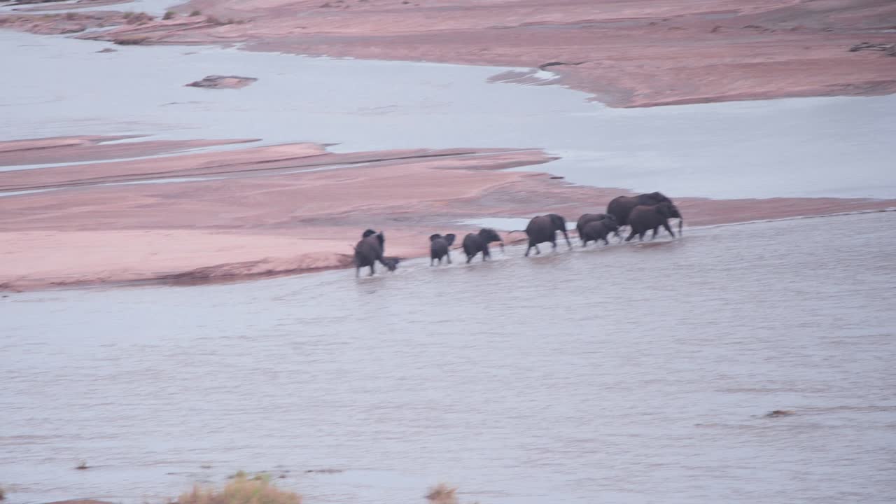 African elephant herd marching across shallow wide river stream