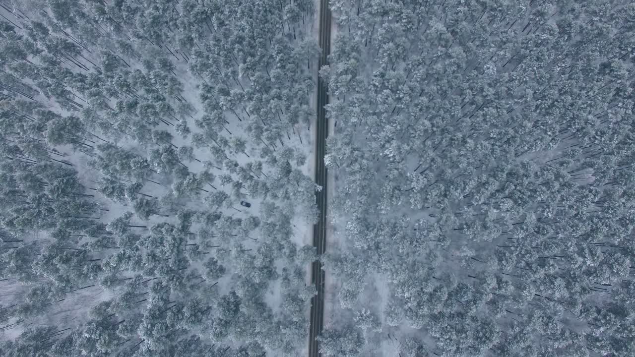 위쪽에서 눈 인 숲길