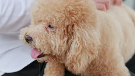 poodle dog being petting