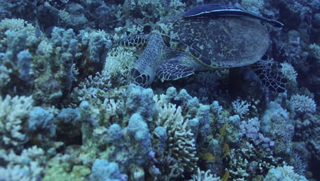 tortuga por el arrecife de coral del mar rojo de egipto disparado en 4k