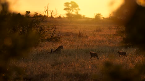 cubs with a mother cheetah in the wild