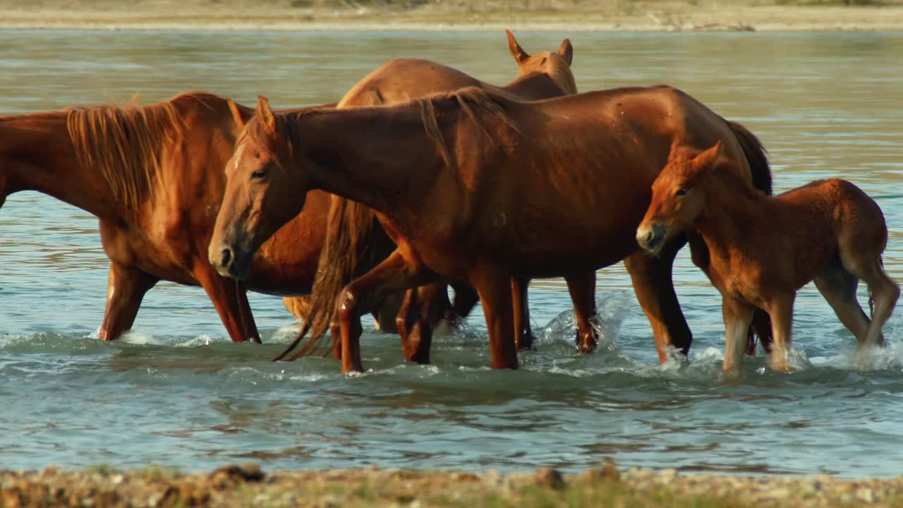 The untamed spirit of feral horses, domesticated stock, as they roam freely in the summer heat