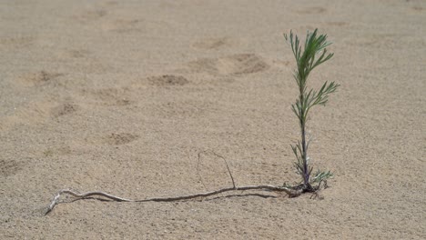 Person,-Die-Kleinen-Baum-Im-Sand-Passiert