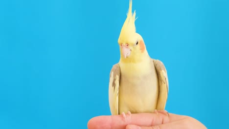 Closeup of a Beautiful Cockatiel Sitting on a Finger on a Blue . Close-up of a beautiful cockatiel sitting on a finger on a blue . The bird looks directly into the camera, its bright orange and yellow feathers standing out against the blue