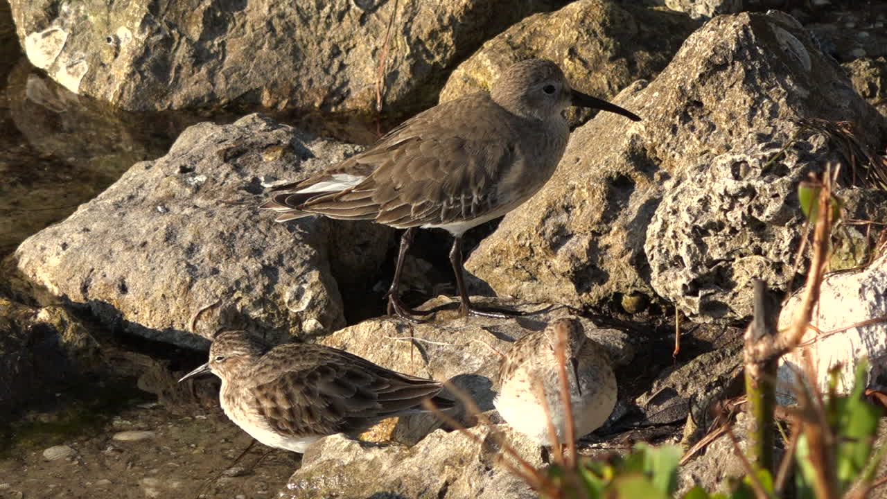 las aves playeras vadean en las aguas poco profundas a lo largo de la costa de florida 1