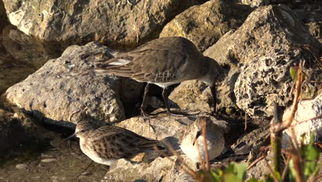 Shorebirds-wade-in-the-shallows-along-the-Florida-coast-1