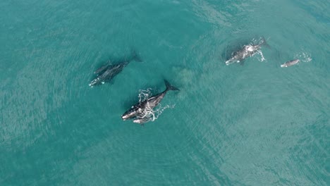 three whales mothers with their babies swimming peaceably - aerial shot birdeye