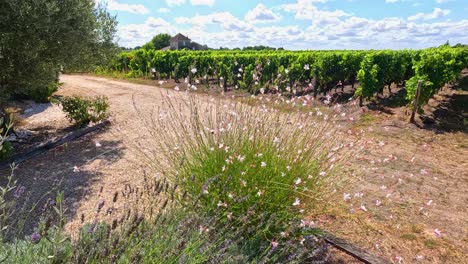 french vineyard landscape