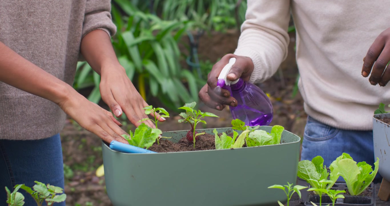 African American couple planting in planter, patting soil and misting with purple bottle to grow