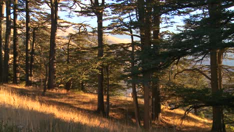 Golden-grasses-grow-in-front-of-the-beautiful-mountains-of-Lebanon-2