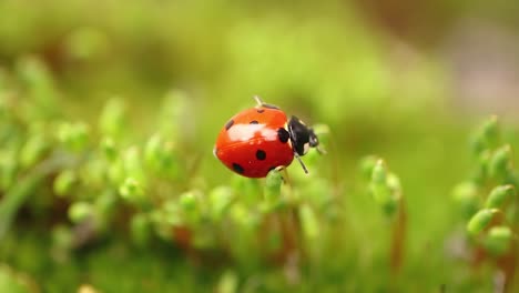 close-up de la vida silvestre de una mariquita en la hierba verde en el bosque