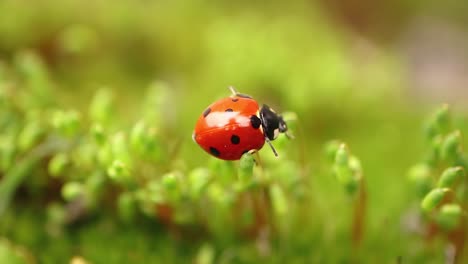 close-up wildlife of a ladybug in the green grass in the forest