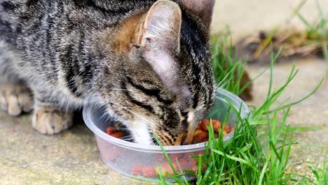 the cat is eating the cat food outdoors