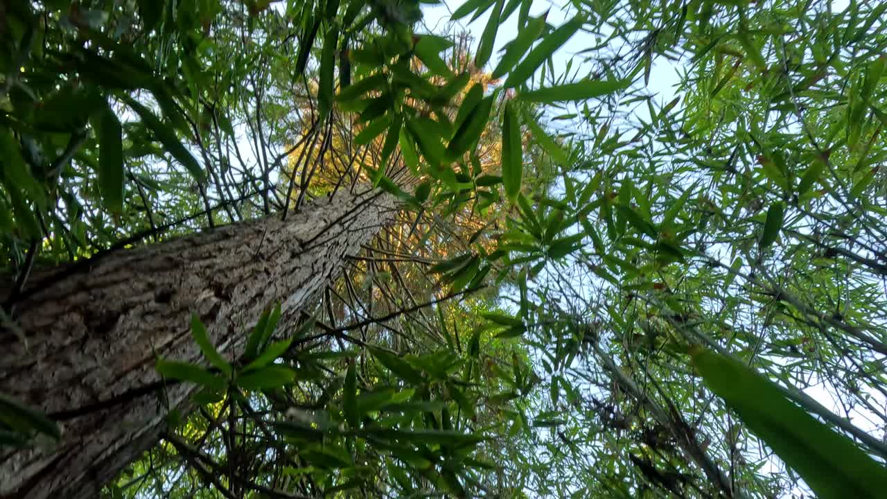 Looking up through dense bamboo foliage
