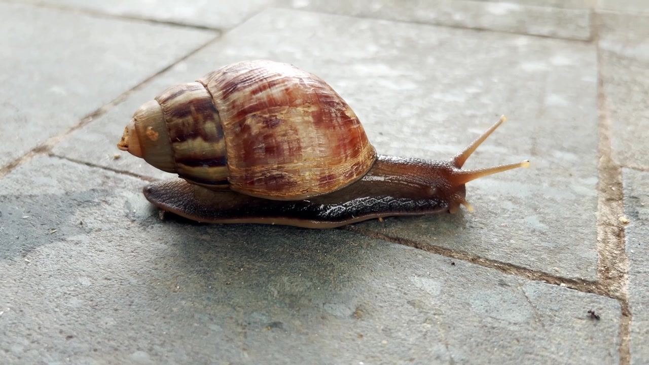 A Snail Slowly Crawling Across a Tiled Surface