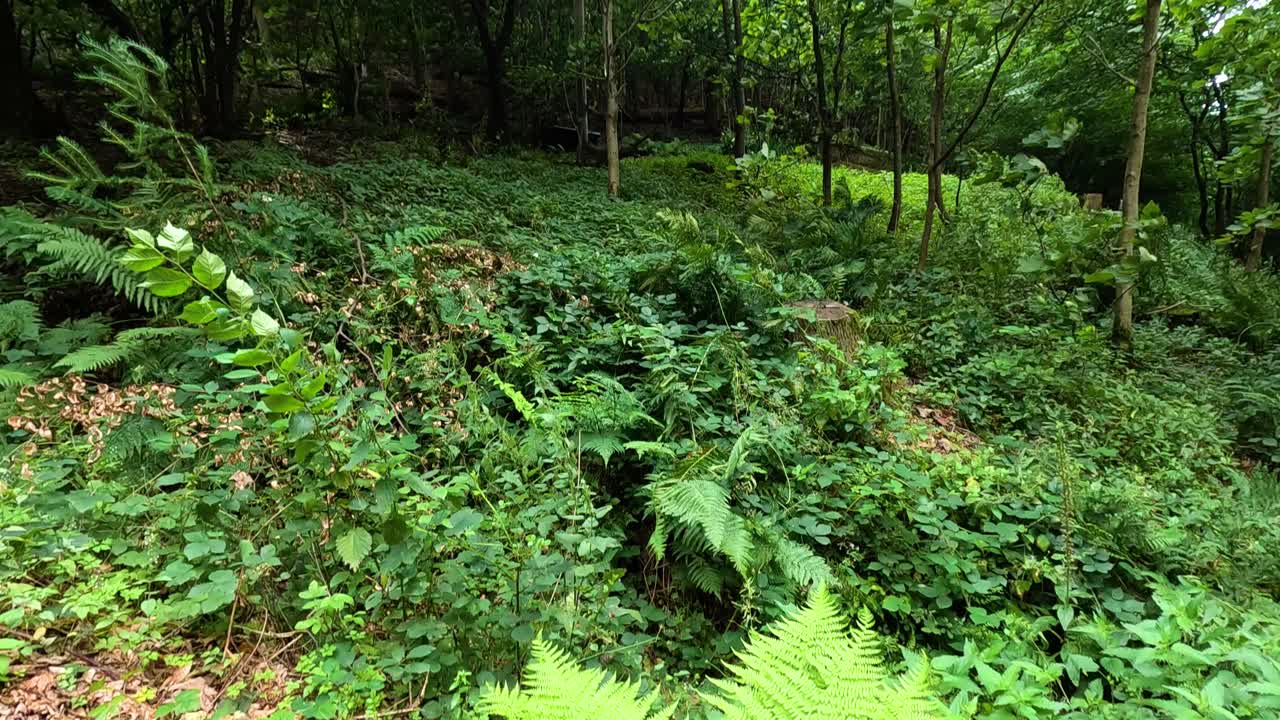 verdor y helechos en el bosque de stirling, escocia