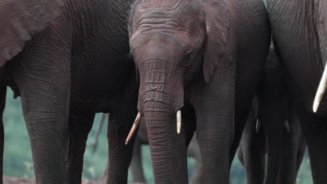 Umherstreifende-Herden-Afrikanischer-Buschelefanten-Im-Kenia-Nationalpark,-Ostafrika