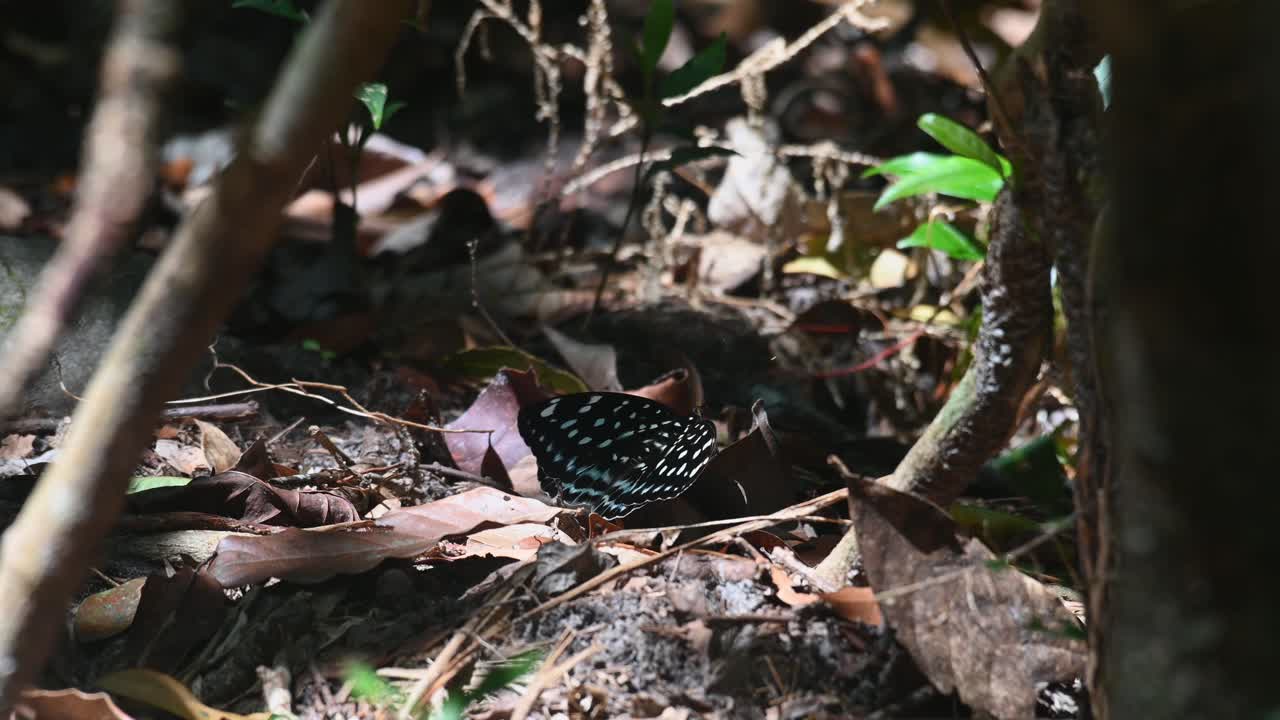Seen with its wings wide open on the forest ground displaying fantastic patterns and color, Common Archduke, Lexias pardalis, Thailand