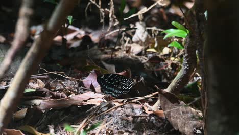 Seen-with-its-wings-wide-open-on-the-forest-ground-displaying-fantastic-patterns-and-color,-Common-Archduke,-Lexias-pardalis,-Thailand