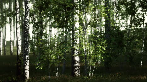 tranquilo bosque de abedul con la luz del sol filtrando a través