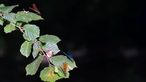 close up of a blue and golden dragonflies perched on reed, ebony jewelwing flying away in slowmotion