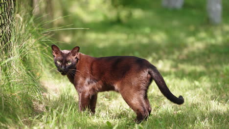 black domestic cat with short fur stands in the sun rays. kitty looks around, smells and goes away. blurred backdrop.