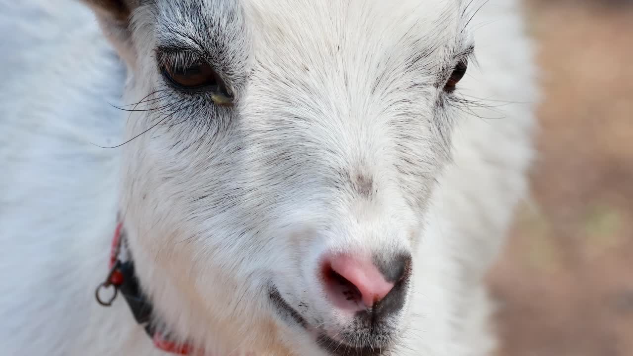 A young goat with a red collar explores its surroundings, showcasing its fluffy fur and gentle expression.