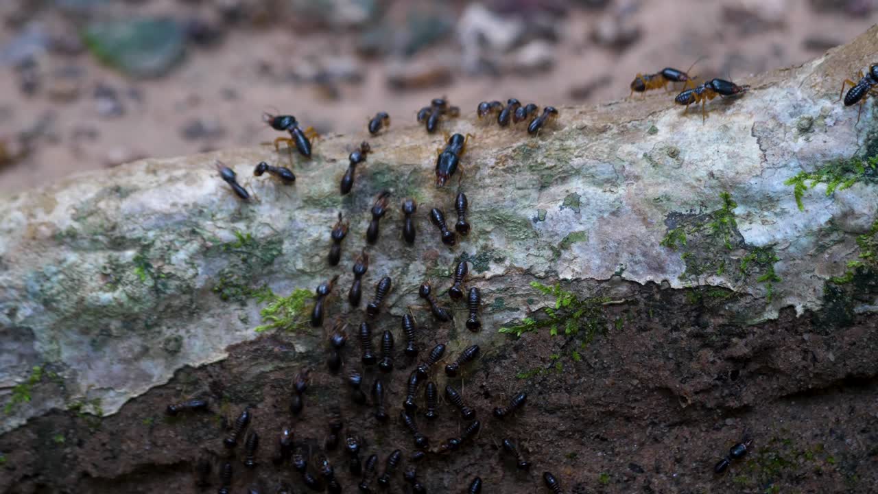Black garden formicine ants colony up-close insects highly organized community
