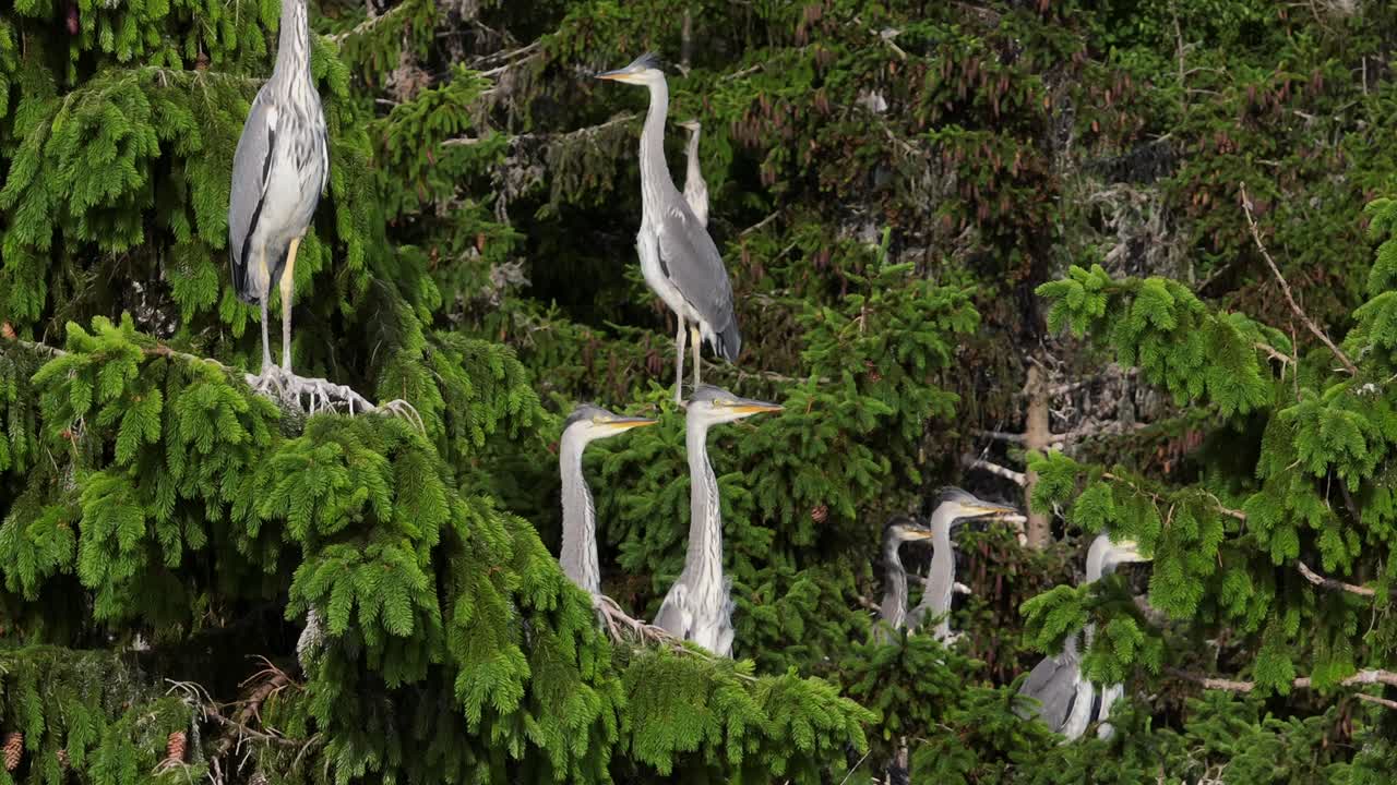 Young Grey herons (Ardea cinerea) sitting in their nests in the treetops. Estonia.