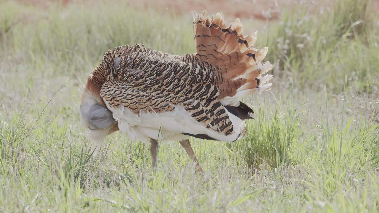 En större trapphane som putsar sig på ängen under vårens häckningssäsong, i La Mancha, Spanien.