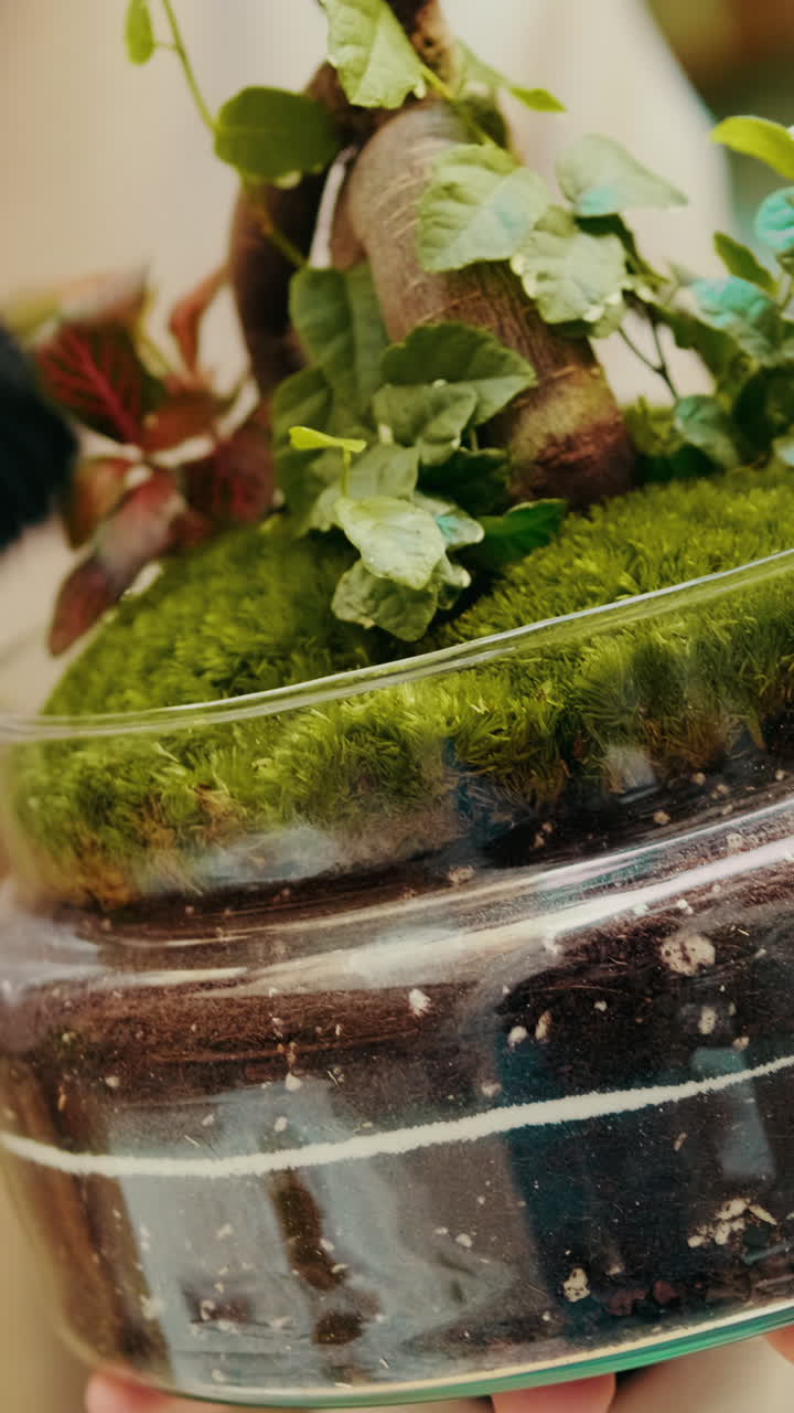 Primo piano rotante di un terrario in miniatura con muschio verde