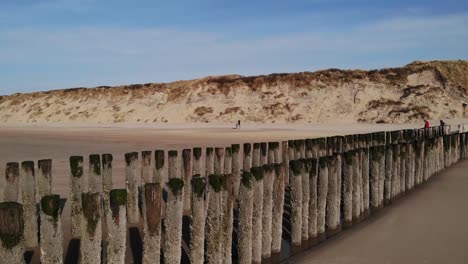 mossy wooden pilings standing on sandy shore with people walking during summer in brouwersdam, netherlands