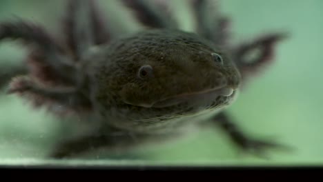 axolotl swimming in water tank