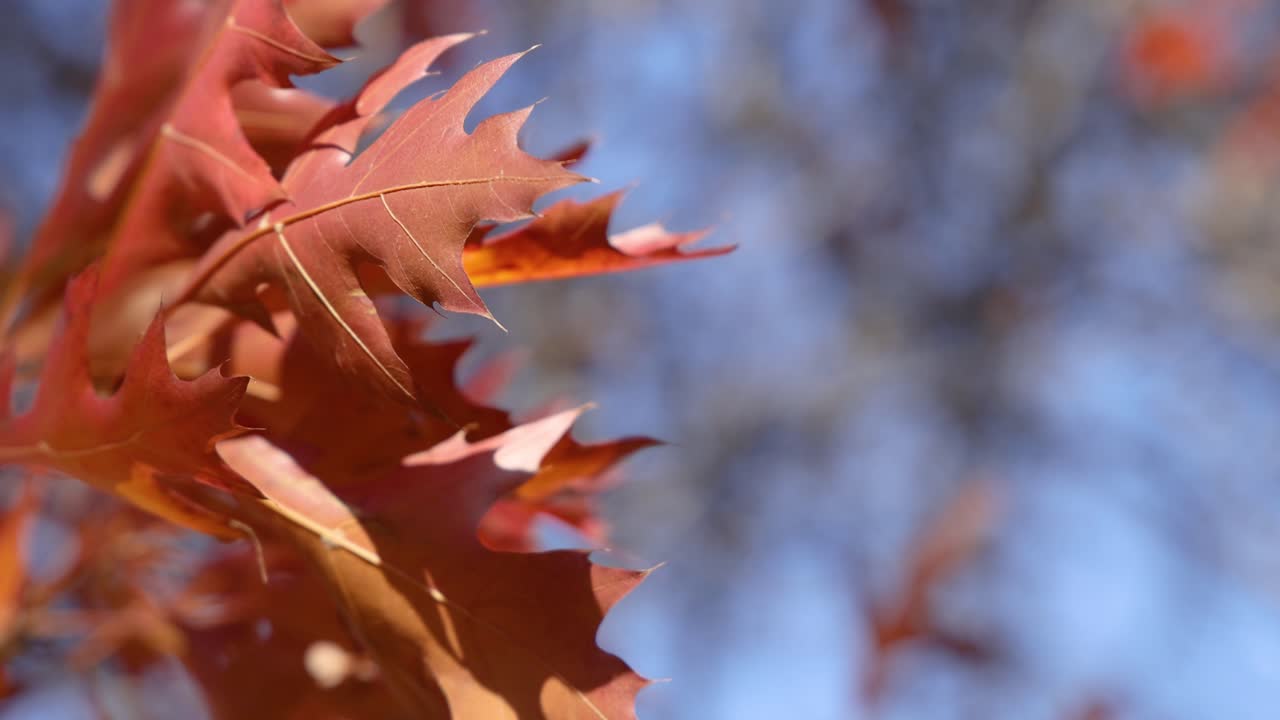 hojas rojas de otoño contra un cielo azul claro