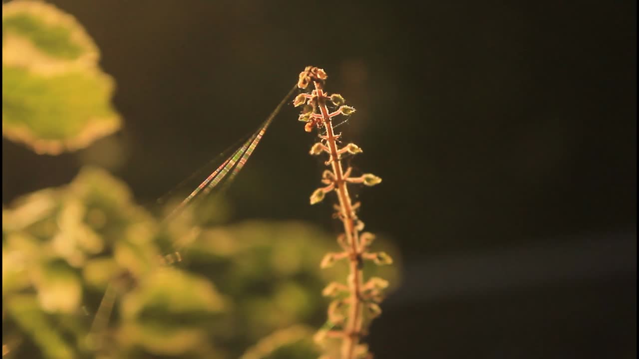 luz del sol en una planta con telaraña