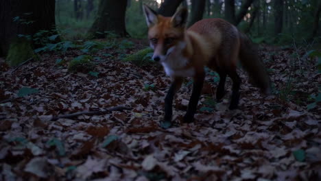 red fox in autumn forest
