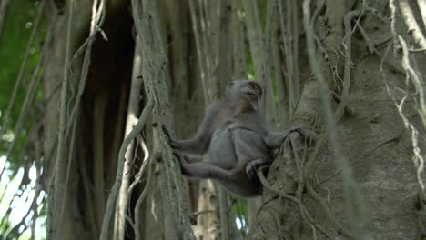 a monkey sitting in a tree looking around