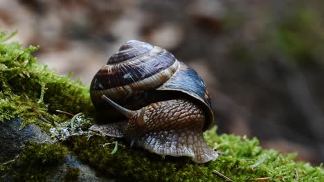 helix lucorum- caracol moviendo la cabeza y los ojos lentamente sobre musgo verde