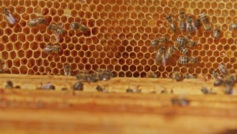 beekeeper places frame into hive