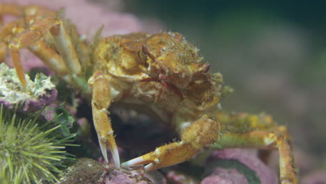 decorator crab feeding on a brittle star while diving in cold water