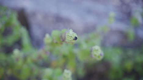 fly sitting still on a small green blossom of a bush,valencia,spain