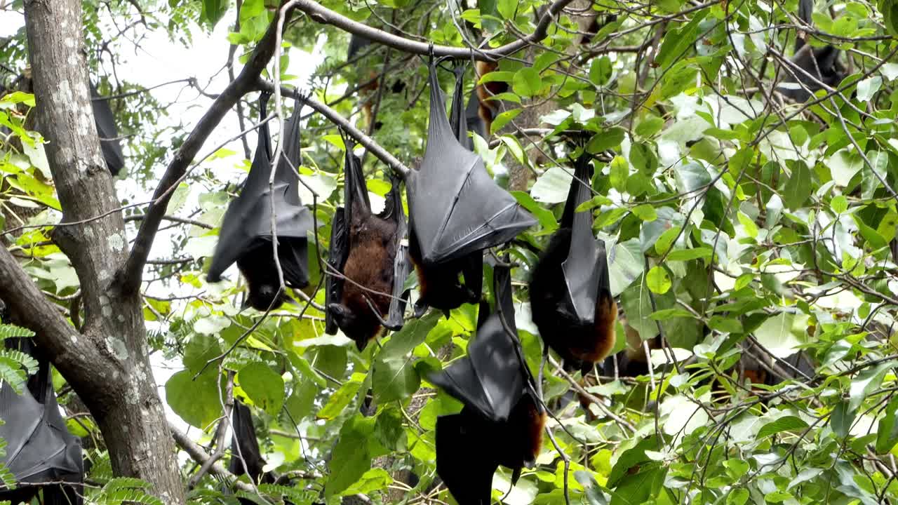 Bats roosting in trees forest ecosystem wildlife natural habitat close-up animal behavior