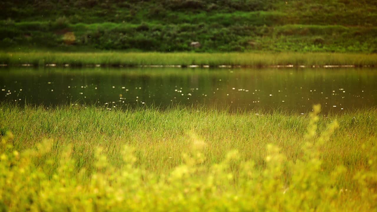 Bugs Flying Over Pond With Green Grass During Summer. Close-up Shot