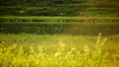 bugs flying over pond with green grass during summer. close-up shot