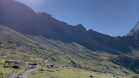 Sheep-looking-for-high-mountain-pasture,-green-grass,-alpine-flower-in-the-Pyrenees,-south-of-France-1