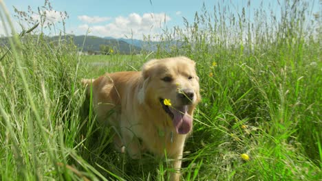 golden retriever dog stands, and then walks through a field of grass of various lengths